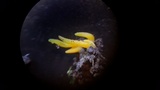 Clavulinopsis laeticolor image