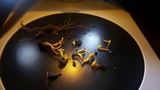 Clavulinopsis laeticolor image