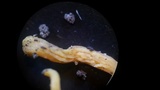 Clavulinopsis laeticolor image