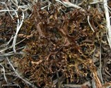 Cetraria ericetorum image