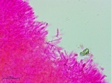 Clavulinopsis laeticolor image