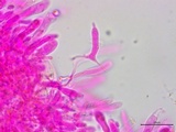 Clavulinopsis laeticolor image