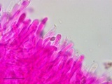 Clavulinopsis laeticolor image