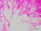 Clavulinopsis laeticolor image