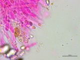 Clavulinopsis laeticolor image