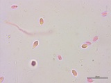 Clavulinopsis laeticolor image