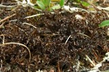 Cetraria ericetorum image