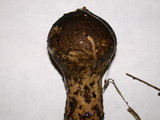 Lycoperdon umbrinum image