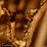 Cetraria ericetorum image