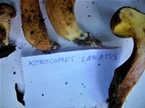 Boletus subtomentosus image