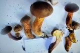 Boletus subtomentosus image