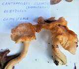 Cantharellus subpruinosus image