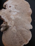 Trametes gibbosa image