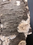 Irpex lacteus image