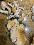 Hygrophorus flavodiscus image