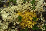 Flavocetraria cucullata image