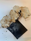 Tyromyces chioneus image