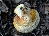 Ganoderma curtisii image