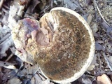 Ganoderma curtisii image