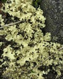 Flavocetraria nivalis image
