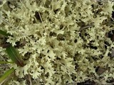 Flavocetraria nivalis image