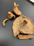 Lactarius croceus image