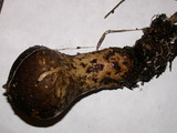Lycoperdon umbrinum image