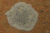 Lecanora rupicola var. rupicola image