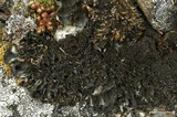 Leptogium saturninum image
