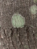 Lecanora thysanophora image