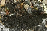 Leptogium saturninum image