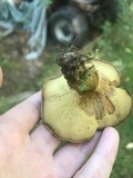 Boletinellus merulioides image
