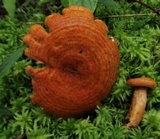Lactarius peckii image