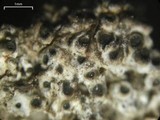 Megaspora verrucosa image