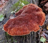 Inonotus hispidus image