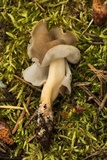 Helvella latispora image