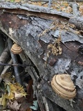 Fomes excavatus image