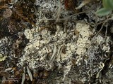 Ochrolechia upsaliensis image