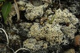 Ochrolechia upsaliensis image