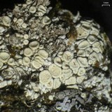 Ochrolechia upsaliensis image