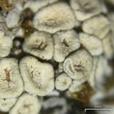 Ochrolechia upsaliensis image