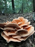 Laetiporus cincinnatus image