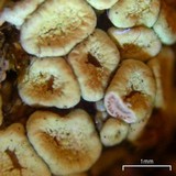 Ochrolechia upsaliensis image
