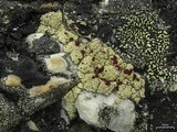 Ophioparma ventosa image