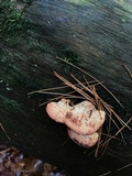 Postia fragilis image