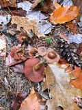 Cortinarius semisanguineus image