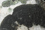 Pseudephebe minuscula image