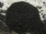 Pseudephebe minuscula image