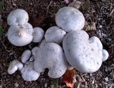 Clitocybe robusta image