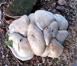 Clitocybe robusta image